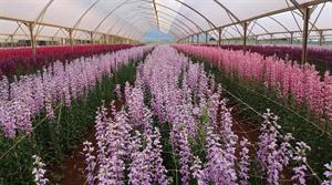 Flamingo Flowers polytunnel